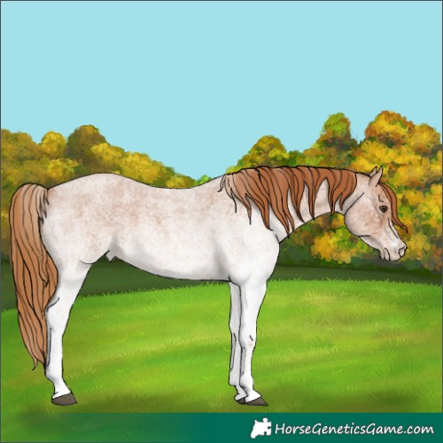 Horse Color:White Spotted Red Roan