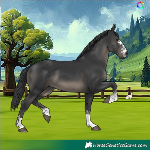 Horse Color:Black and Black