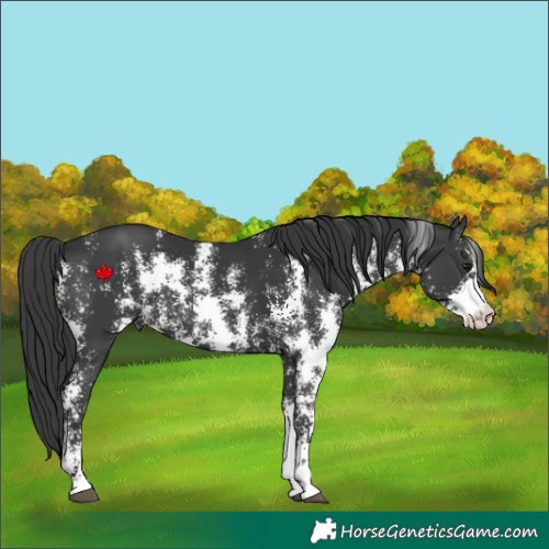 Horse Color:Black Sabino 