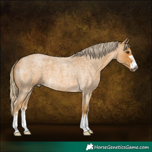 Horse Color:Palomino Roan