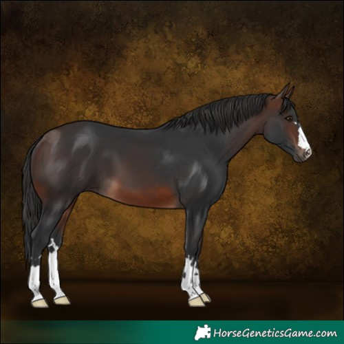 Horse Color:Brown 