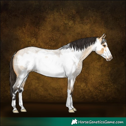 Horse Color:Buckskin Roan Dun Frame 