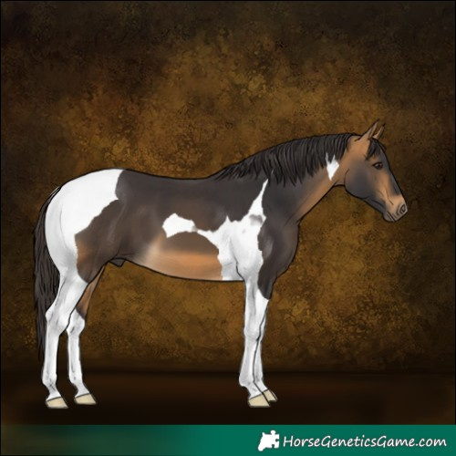 Horse Color:Buckskin Tobiano 