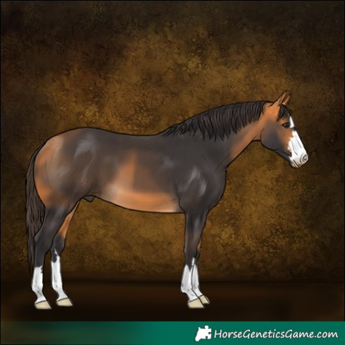 Horse Color:Buckskin