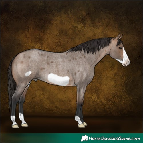Horse Color:Bay Roan Dun Frame 