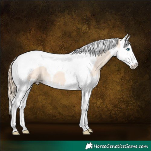 Horse Color:Perlino Splash Tobiano 