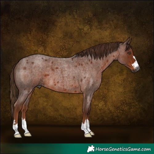 Horse Color:Gray Red Roan