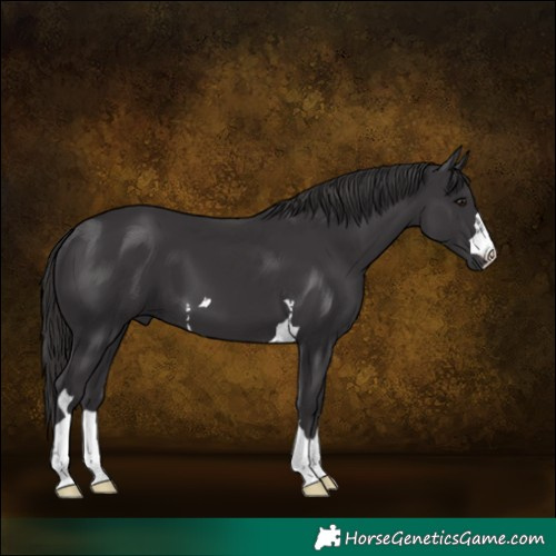 Horse Color:Smoky Black