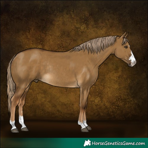 Horse Color:Chocolate Palomino Dun Rabicano 