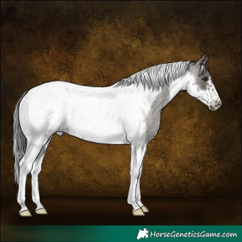 Horse Color:Grullo Roan Tobiano Frame
