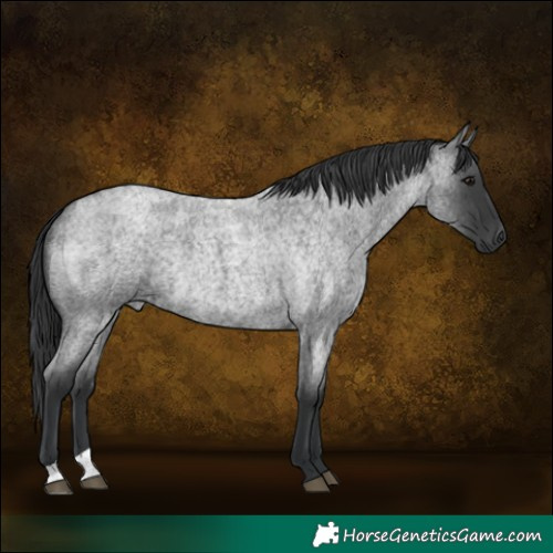 Horse Color:Blue Roan Rabicano 