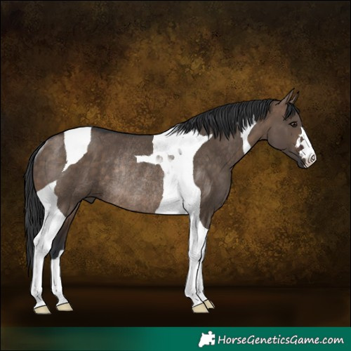 Horse Color:Brown Dun Tobiano Rabicano