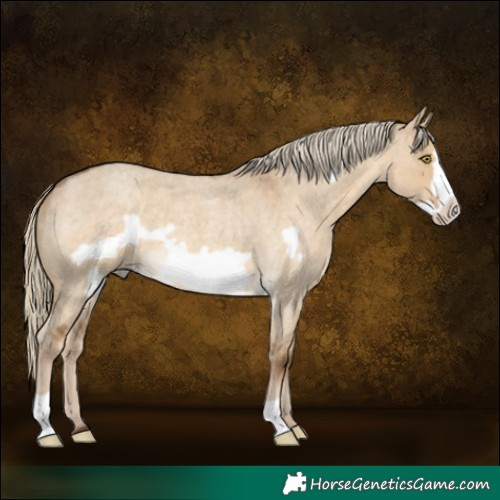 Horse Color:Chocolate Palomino Roan Dun Frame