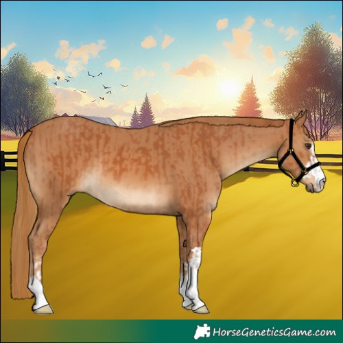 Horse Color:Chestnut  and Chestnut 