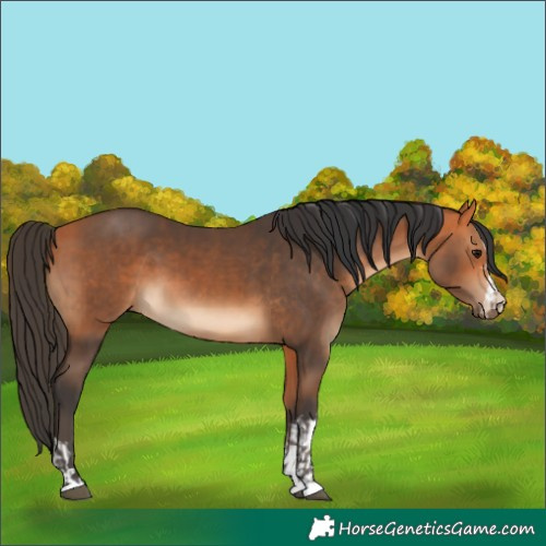 Horse Color:Bay  and Bay 