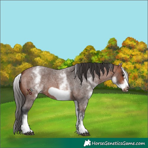 Horse Color:White Spotted Bay Roan Frame 