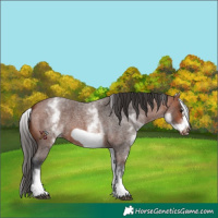 Horse Color:White Spotted Bay Roan Frame