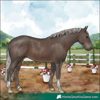 Horse Color:Silver Black Tobiano Rabicano