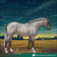 Horse Color:Silver Brown Roan 