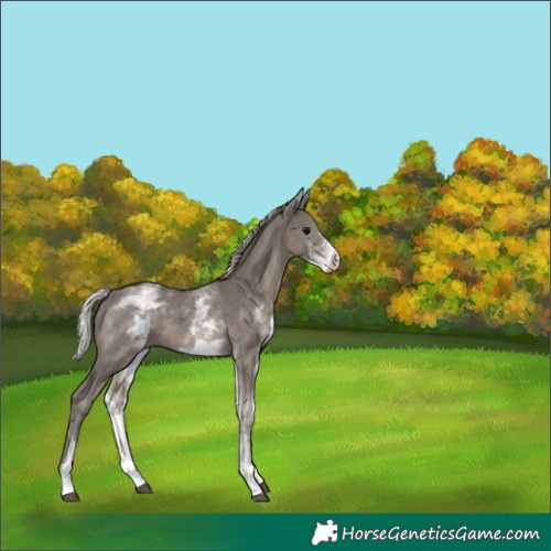 Horse Color:White Spotted Silver Black 