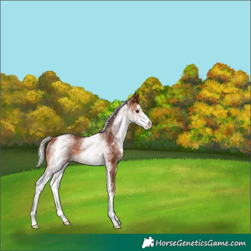 Horse Color:White Spotted Silver Bay 