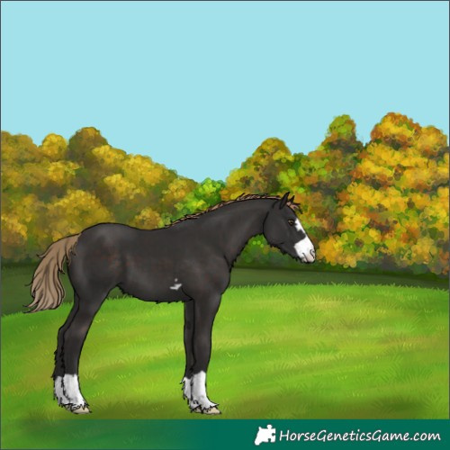 Horse Color:Liver Chestnut 
