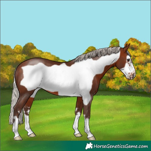 Horse Color:Silver Bay Frame