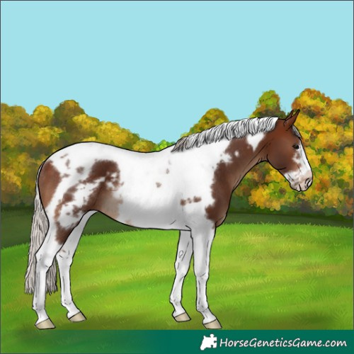 Horse Color:Silver Brown Tobiano Frame Rabicano