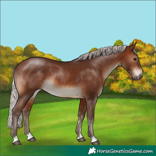 Horse Color:Silver Brown Rabicano 