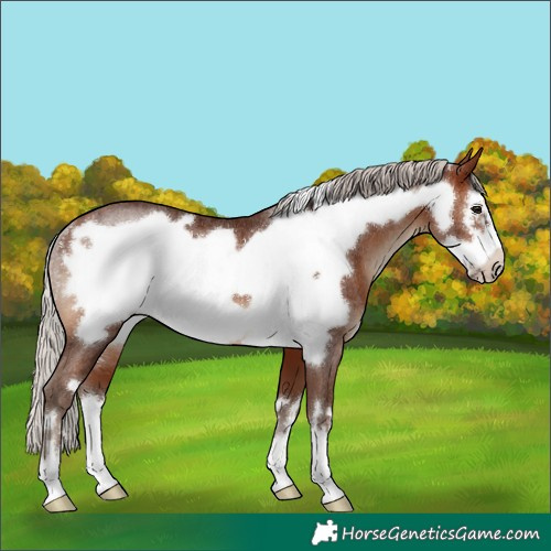 Horse Color:Silver Brown Frame Rabicano
