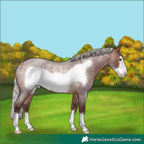 Horse Color:Silver Brown Roan Frame Rabicano 