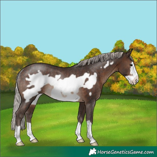 Horse Color:Silver Brown Frame Rabicano 