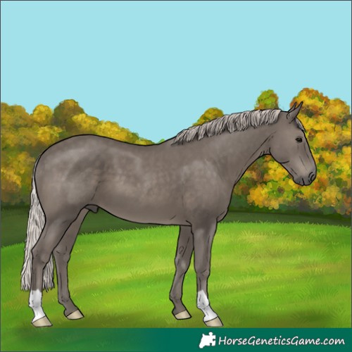 Horse Color:Silver Black