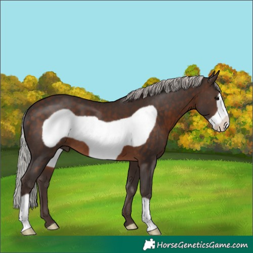 Horse Color:Silver Brown Frame 