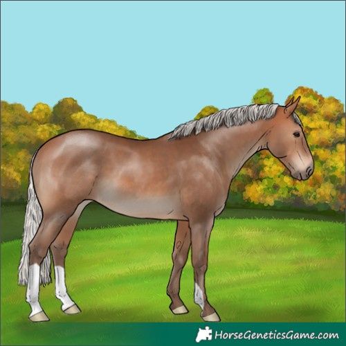 Horse Color:Silver Bay 