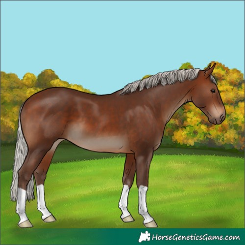 Horse Color:Silver Bay 