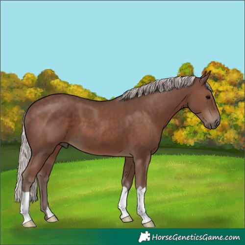 Horse Color:Silver Black