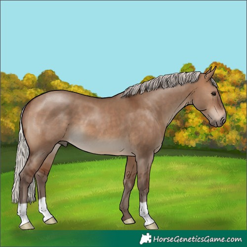 Horse Color:Silver Brown Dun