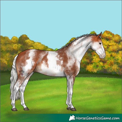 Horse Color:White Spotted Silver Bay 