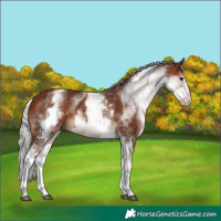 Horse Color:White Spotted Silver Bay