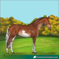 Horse Color:White Spotted Silver Bay