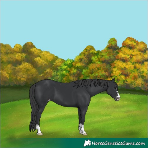 Horse Color:Black Varnish 
