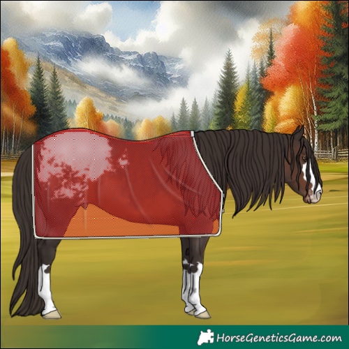 Horse Color:Liver Chestnut Appaloosa 