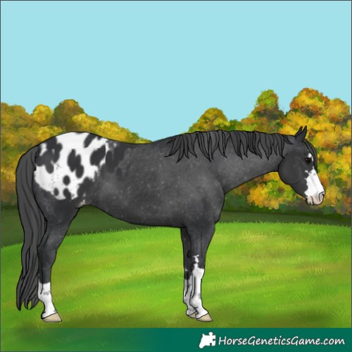 Horse Color:Black Appaloosa