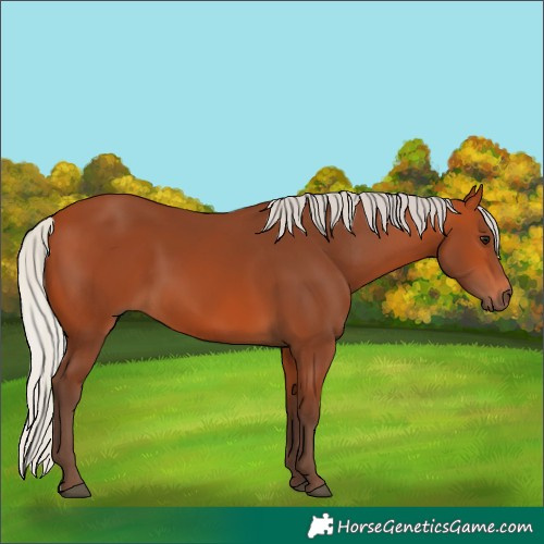 Horse Color:Unknown 