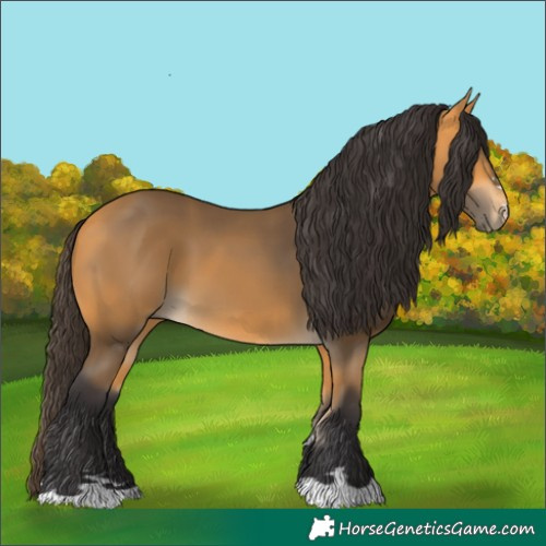 Horse Color:Buckskin 