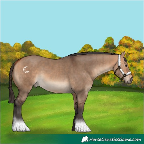 Horse Color:Bay Dun  and Bay Dun 