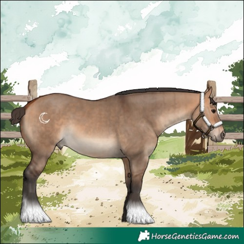 Horse Color:Bay Dun and Bay Dun