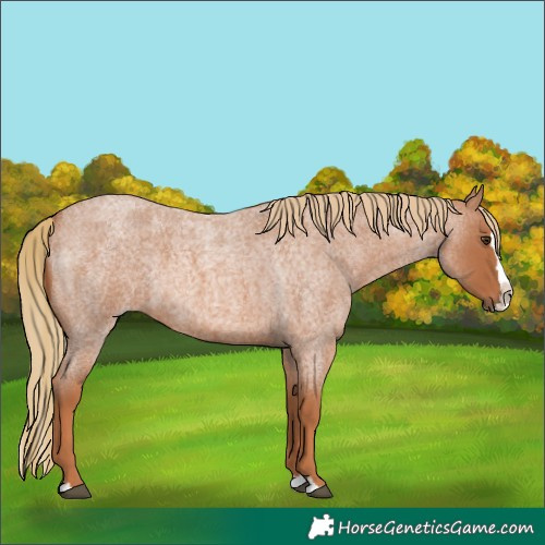 Horse Color:Unknown 