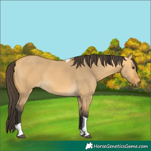 Horse Color:Unknown 